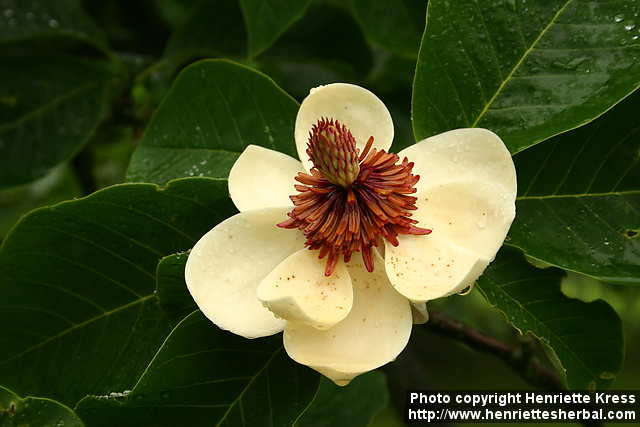 Magnolia Wieseneri
